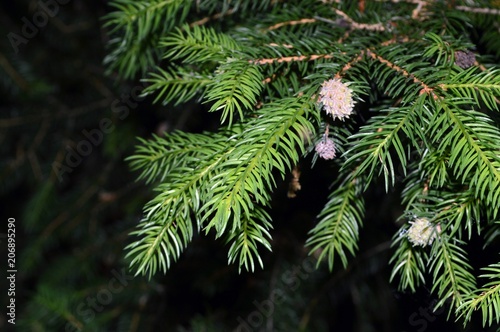 branch with young fruits - cones and green needles of spruce  Picea abies   belongs to the family Pinaceae  north  central and southeastern Europe