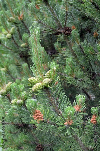 brown fruits and flowers of the Krummholz pine  belongs to the family Pinaceae