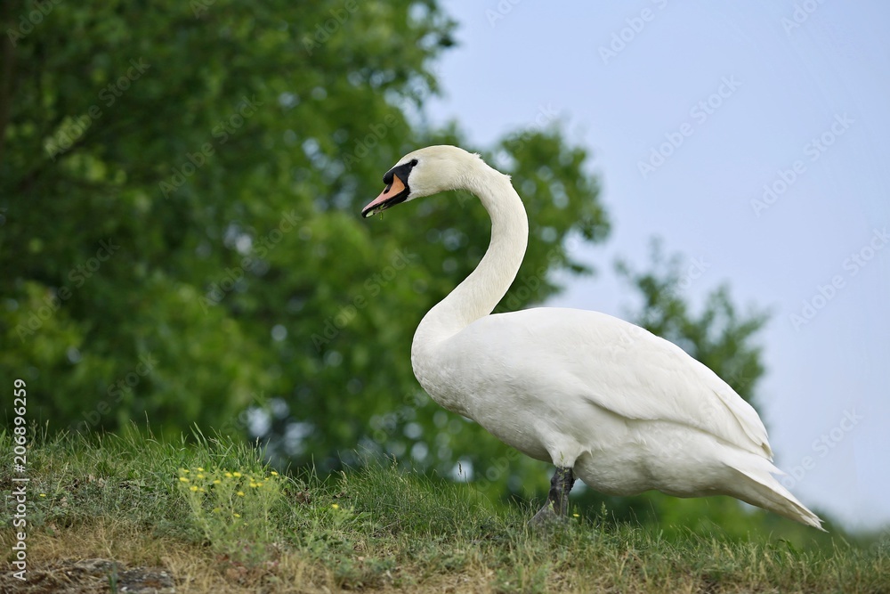Elegant white mute swan with orange beak grazing on green grass, yellow flowers, bokeh in background, clear blue sky, summer sunny day Elegant white mute swan with orange beak grazing on green grass, yellow flowers, bokeh in background, clear blue sky, summer sunny day