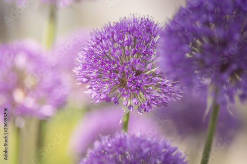 Allium  lila  Dekoration