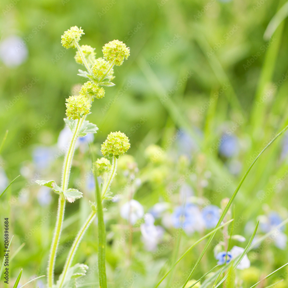 blossoming grass and blossoming speedwell in a summer field or on a meadow