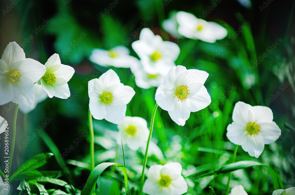 White flowers in the garden. Natural background. White flowers in the garden. Natural background.