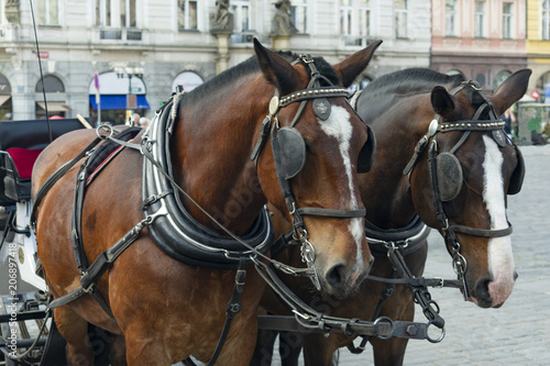 a pair of horses in a close-up harness stand on the square for tourists