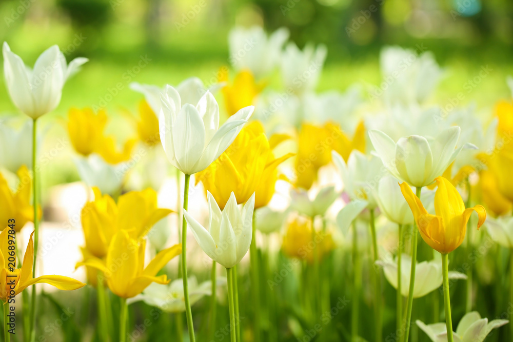Blossoming tulips outdoors on sunny spring day - obrazy, fototapety, plakaty 