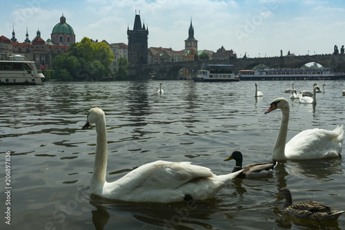 Prague, swans near the river bank in front of the old stone bridge