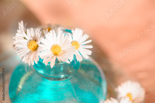 Daisies in a blue vase, chamomile photo