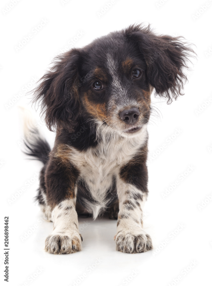 Shaggy small dog. Shaggy small dog.