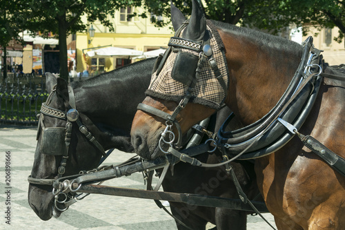 a pair of horses in a close-up harness stand on the square for tourists