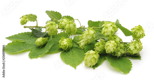 Green raw hops.