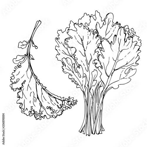 The greens drawn by a line on a white background