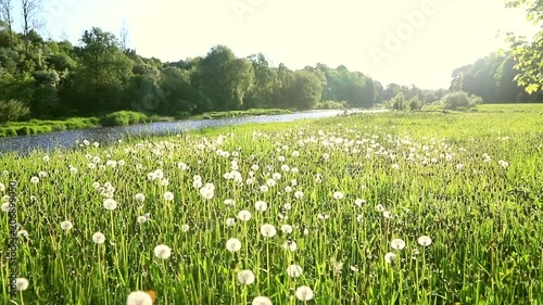 Meadow of seeded dandelions  with river.
