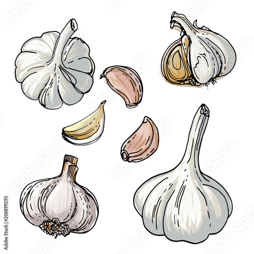 Garlic painted by a line on a white background