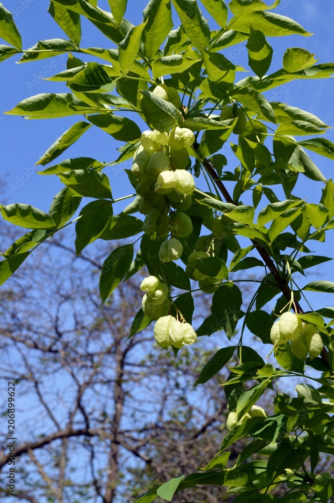 green fruits and leaves of the common pimpernut (staphylea pinnata), origin is southeastern Europe