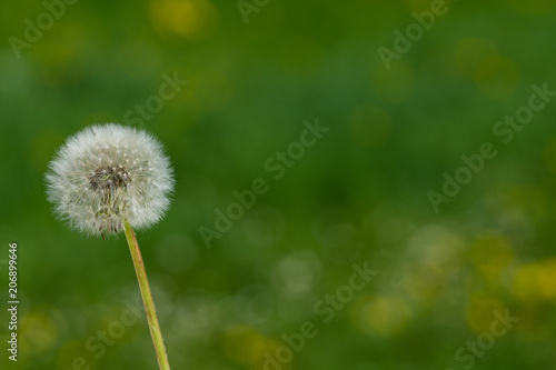 Pusteblume Textfreiraum makro nahaufnahme closure