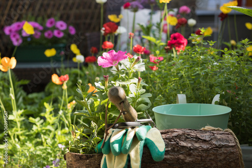 View of colorful flowering garden. Petunia flower is ready for planting in a pot. Concept: gardening it's a nice hobby.