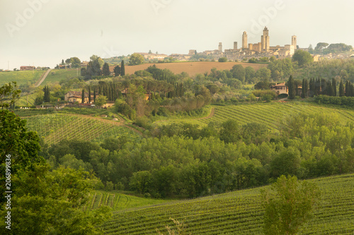 Medieval town San Gimignano up on the vine-covered hill in Tuscany, Italy