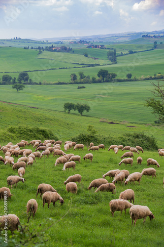 Sheep grazing on a Tuscan hillside near Monterrigioni, Italy. #sheepgrazing #Tuscanhillside #Italy