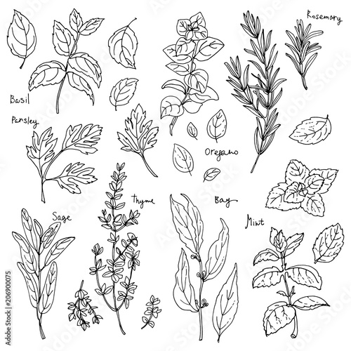 Italian herb drawn black lines on a white background