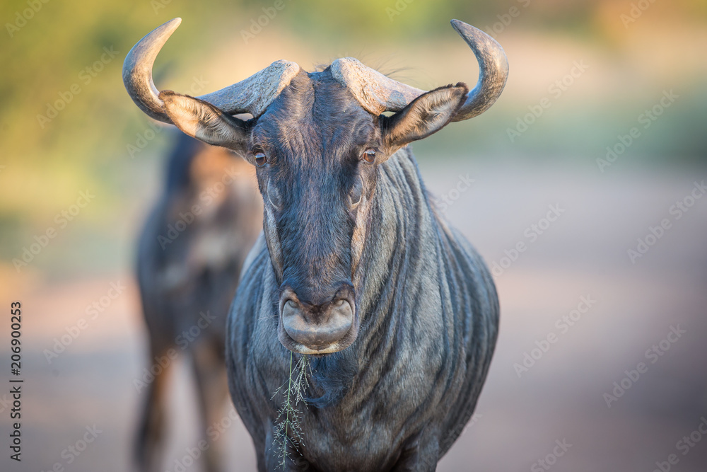 Foto Blue Wildebeest (Connochaetes taurinus)