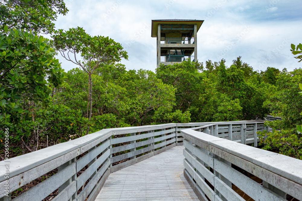 Observation tower with walkway amid mangrove trees, vegetation - Anne Kolb Park, Hollywood, Florida