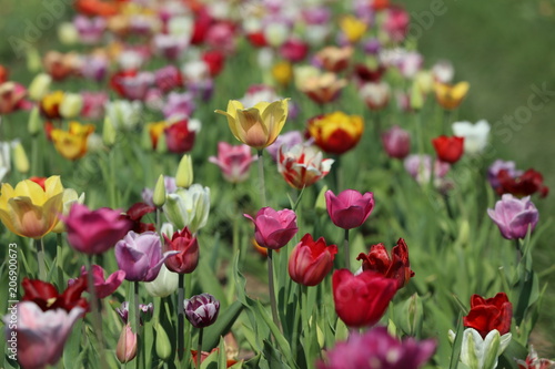 Blühende Tulpen in einem Tulpenbeet © Andrea Geiss