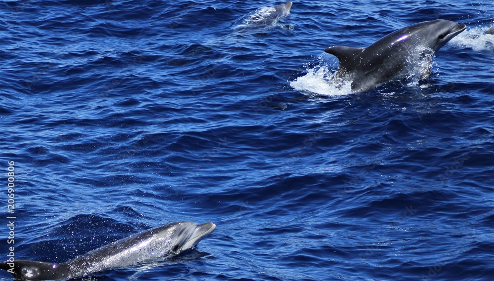 Fototapeta premium dolphins