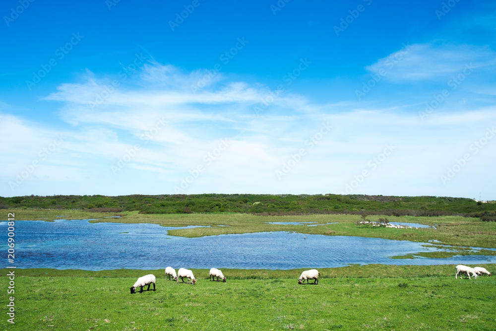 Schafe im feld