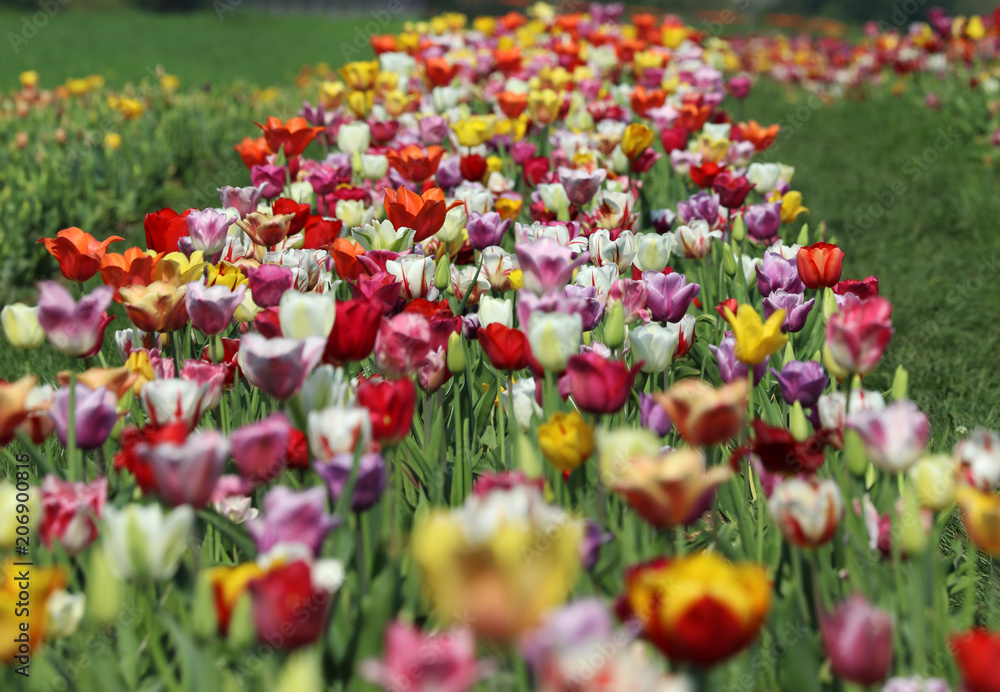 Blühende Tulpen in einem Tulpenbeet Blühende Tulpen in einem Tulpenbeet