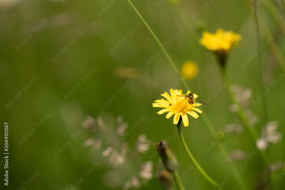 Fly landing on flower Fly landing on flower