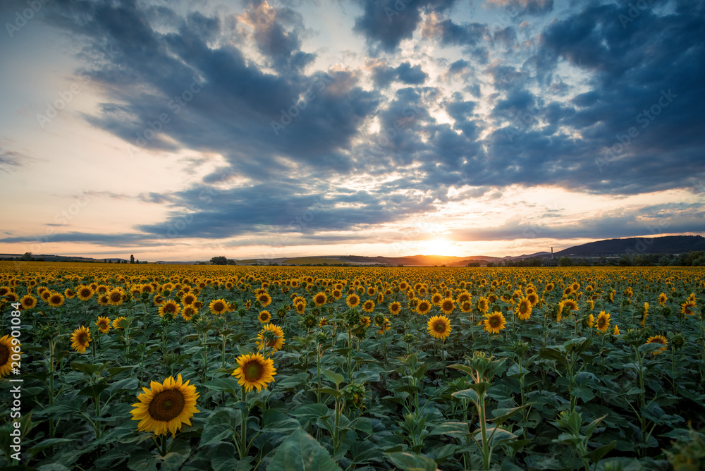 Fototapeta premium Sunflower field at sunset.