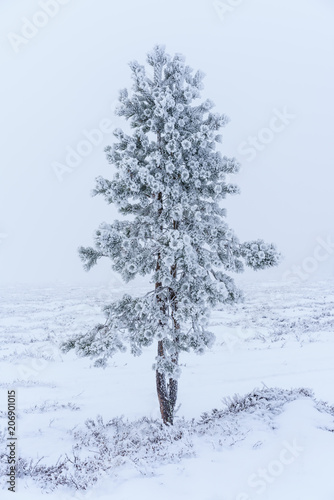 The Frozen Pine