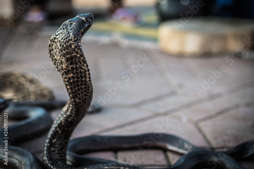 Cobra en la plaza de Marrakech photo