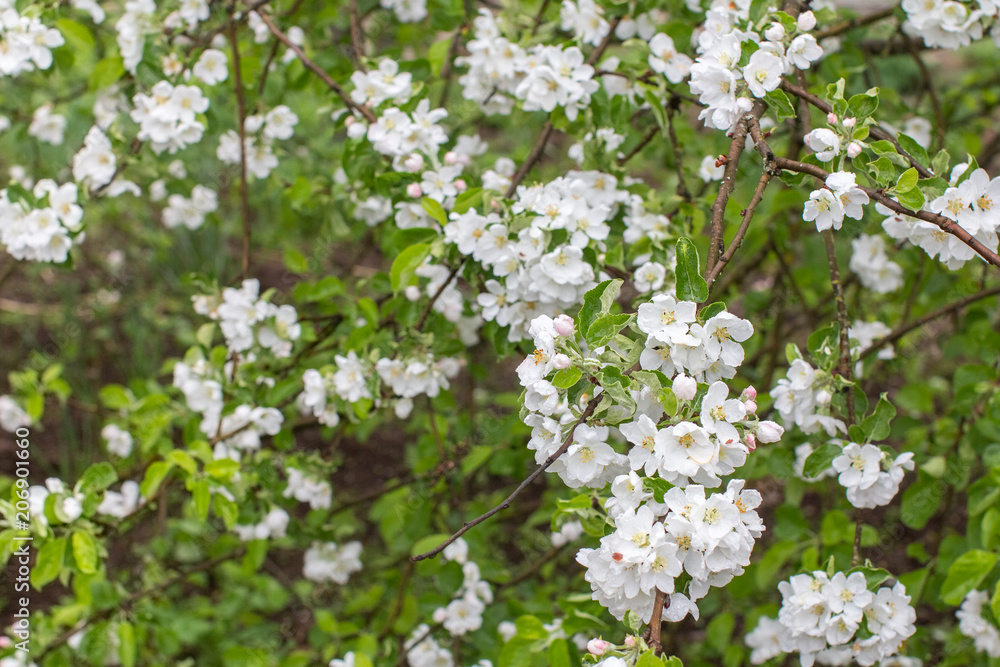 white flowers of apple, beautiful background for spring design white flowers of apple, beautiful background for spring design