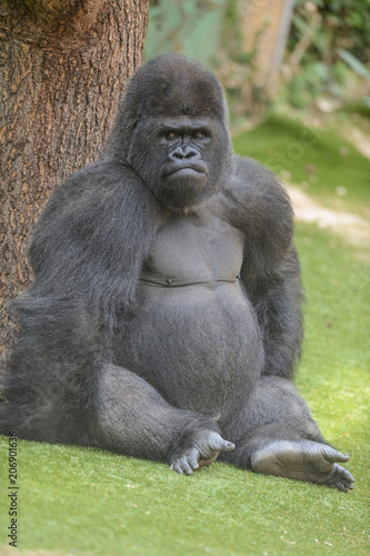 Gorille assis dans son enclos au zoo