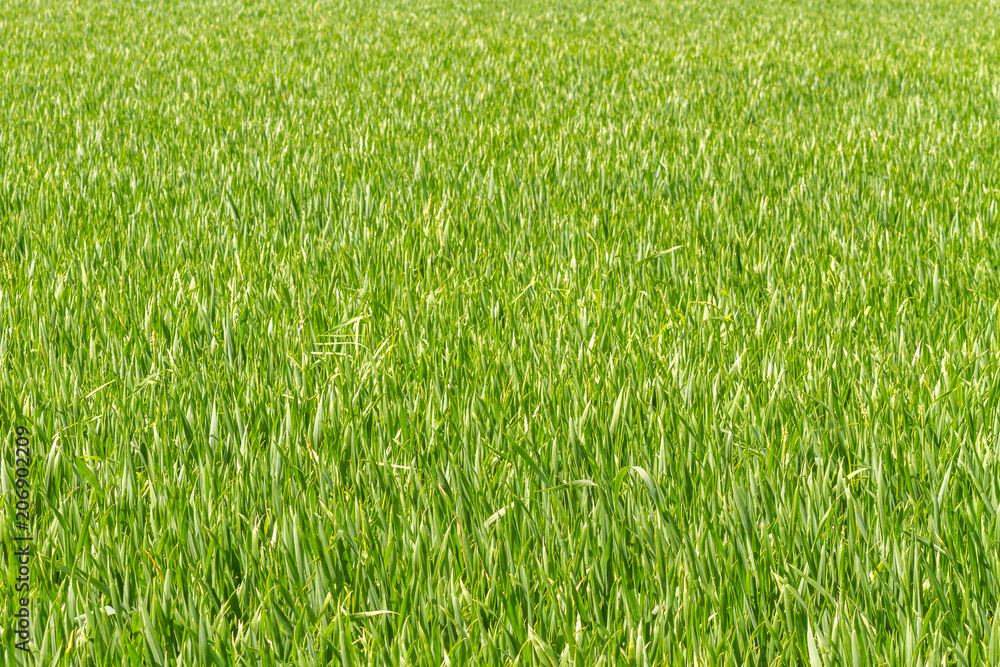 Young sweet corn plants growing in green fields Young sweet corn plants growing in green fields
