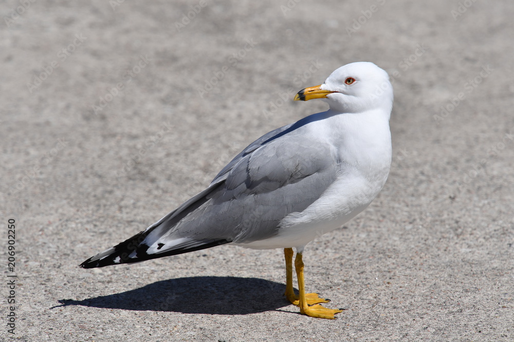 Fototapeta premium A curious seagull in Toronto-Canada