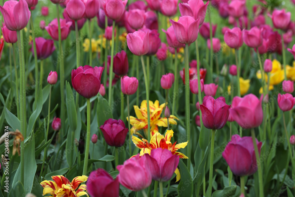 Blühende Tulpen in einem Tulpenbeet