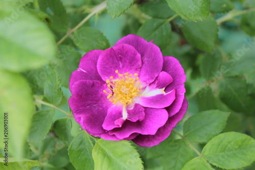 Purple rose on a background of green leaves.