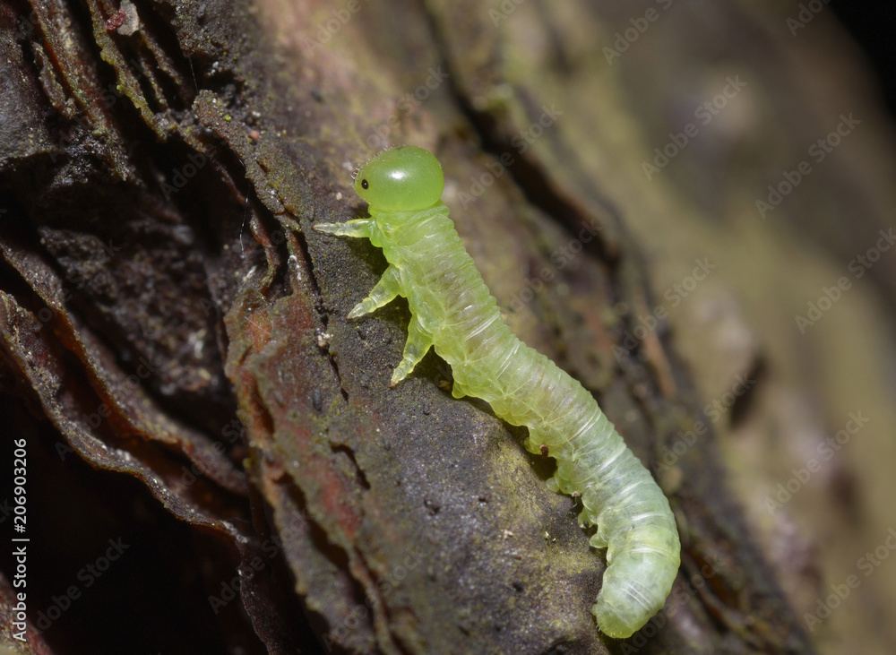 A larva of sawfly, Tenthredinidae, crawling on a tree trunk. A larva of sawfly, Tenthredinidae, crawling on a tree trunk.