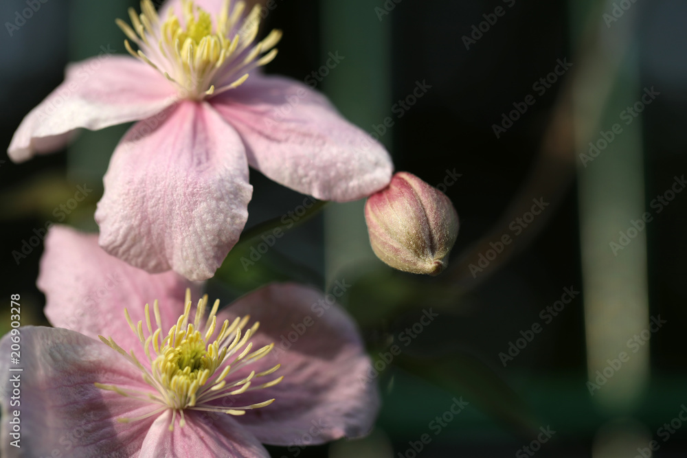Obraz premium Blühende Clematis rosa 