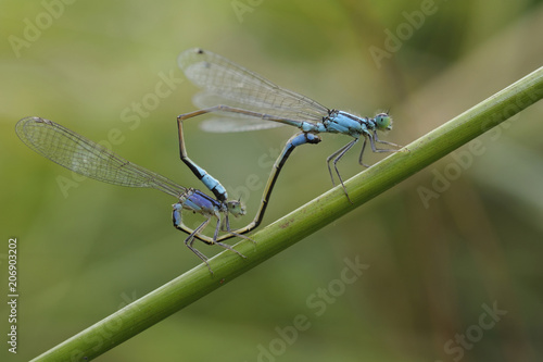 Blue-tailed damselflies, Ischnura elegans, mating on a plant stem.