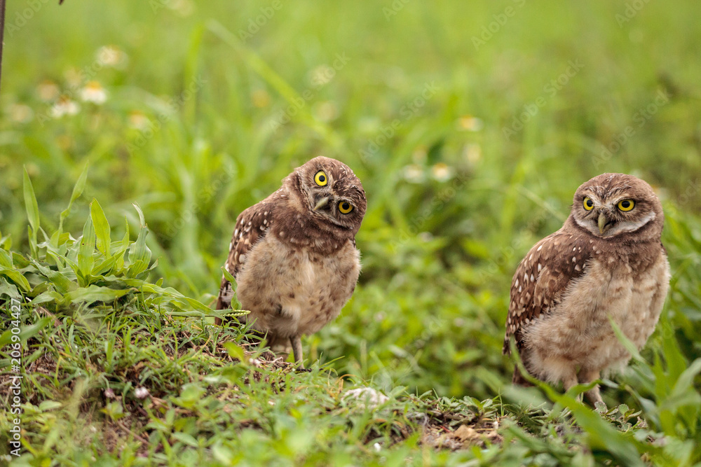 Fototapeta premium Family with Baby Burrowing owls Athene cunicularia perched outside a burrow