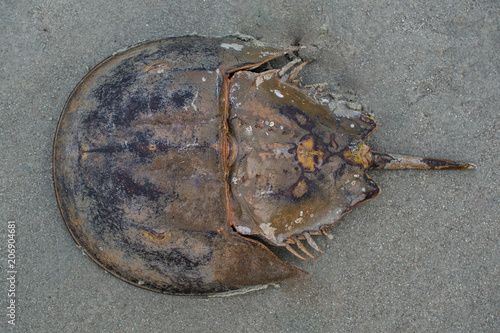 Horseshoe crab top view on a beach in North Carolina in May