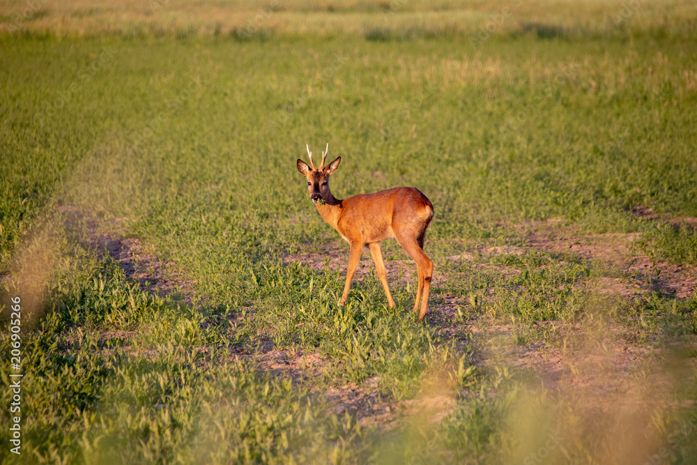 roebuck germany animal roebuck germany animal