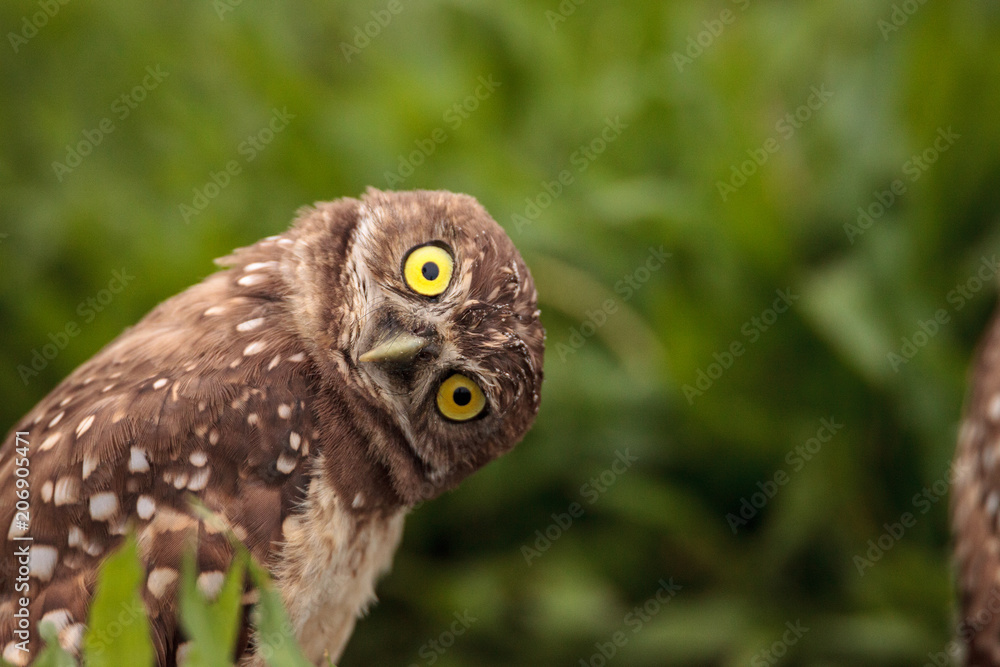 Funny Burrowing owl Athene cunicularia tilts its head outside its burrow - obrazy, fototapety, plakaty 