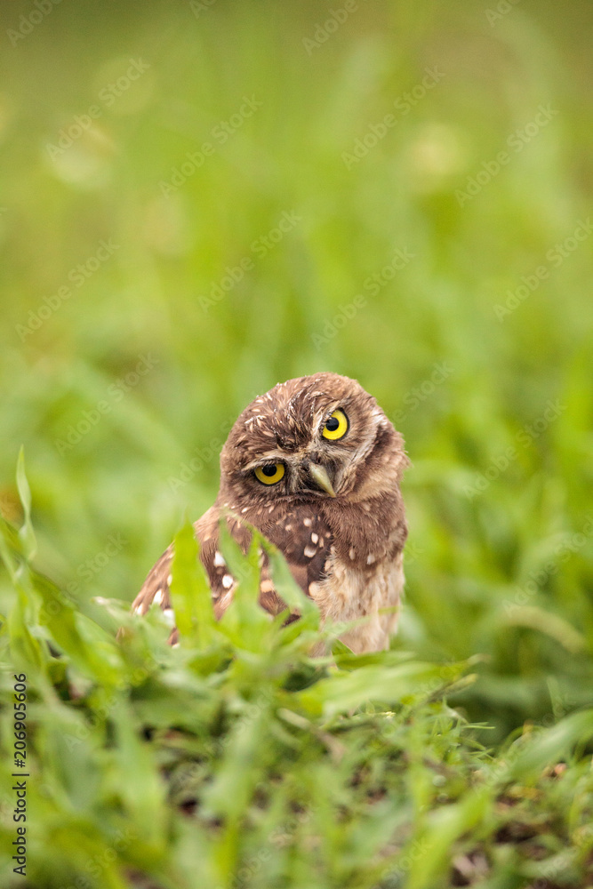 Fototapeta premium Funny Burrowing owl Athene cunicularia tilts its head outside its burrow