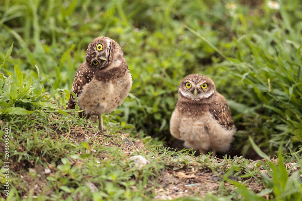 Fototapeta premium Funny Burrowing owl Athene cunicularia tilts its head outside its burrow