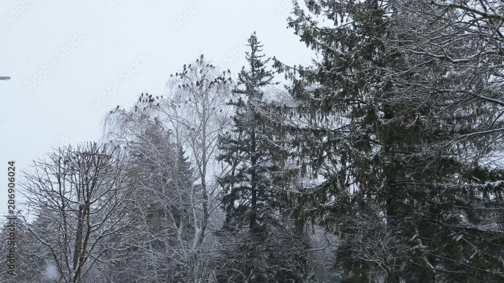 Beautiful winter landscape with snow covered trees Beautiful winter landscape with snow covered trees