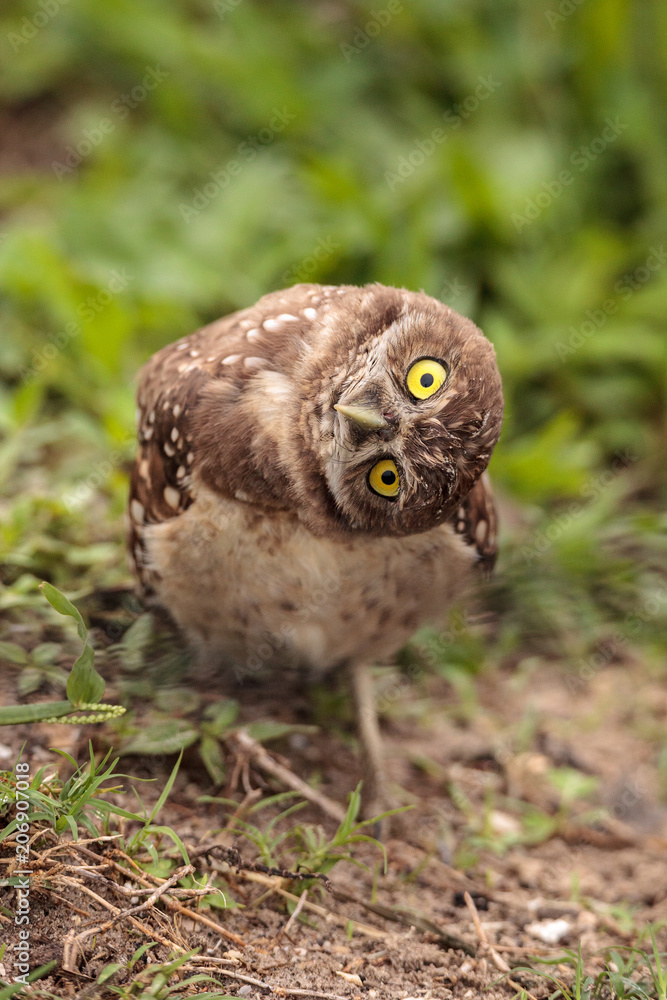 Fototapeta premium Funny Burrowing owl Athene cunicularia tilts its head outside its burrow