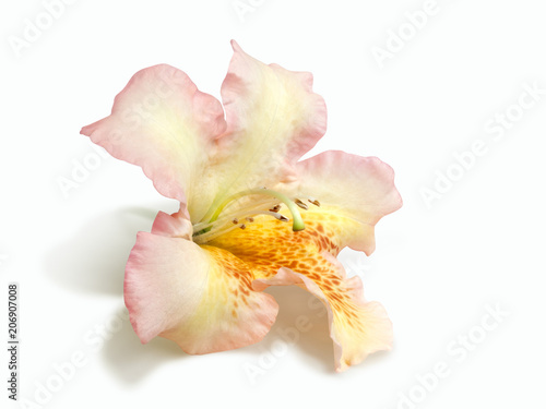 Tender peach Rhododendron flower isolated